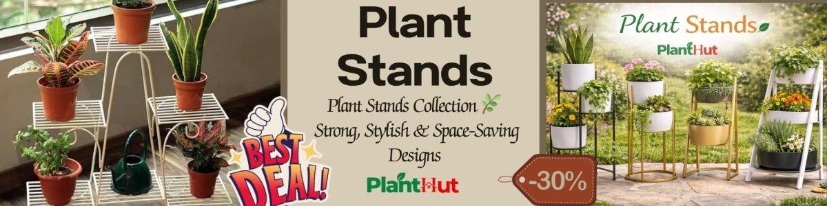 Fresh Fruits at Your Home 🍊 Premium Fruit Plants for Every Garden (28)