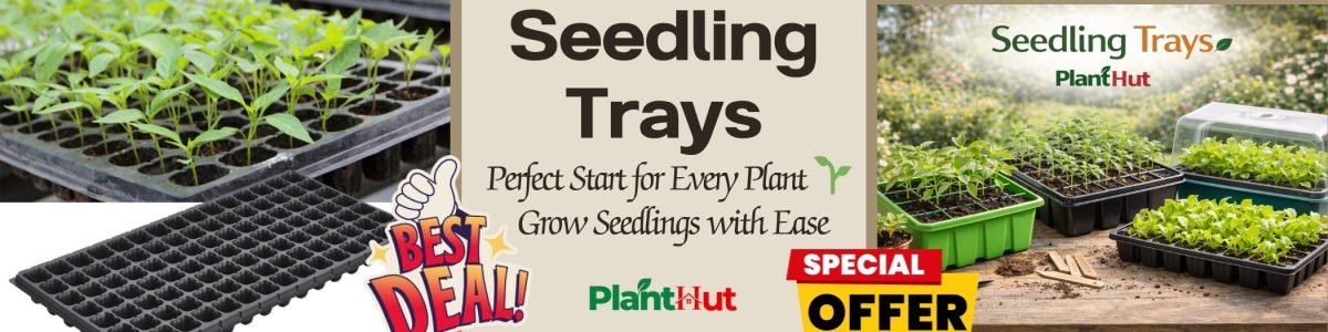 Fresh Fruits at Your Home 🍊 Premium Fruit Plants for Every Garden (30)