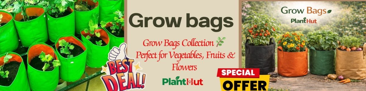 Fresh Fruits at Your Home 🍊 Premium Fruit Plants for Every Garden (31)