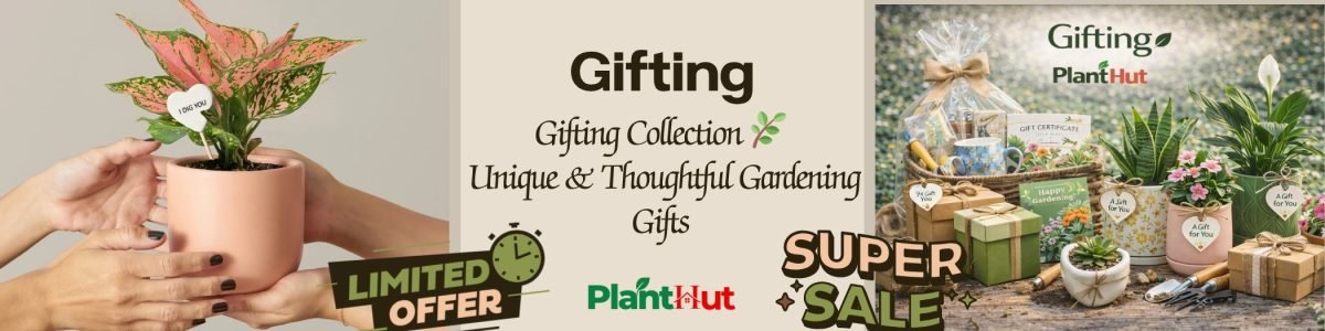 Fresh Fruits at Your Home 🍊 Premium Fruit Plants for Every Garden (39)