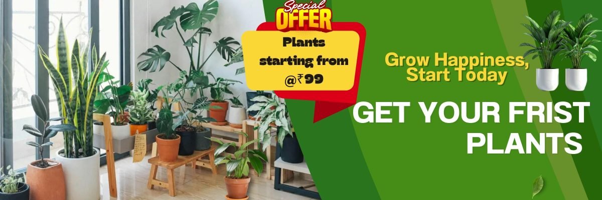 Fresh Fruits at Your Home 🍊 Premium Fruit Plants for Every Garden (47)