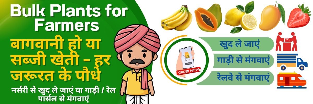 Fresh Fruits at Your Home 🍊 Premium Fruit Plants for Every Garden (48)