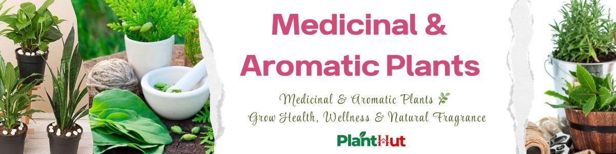 Fresh Fruits at Your Home 🍊 Premium Fruit Plants for Every Garden (5)