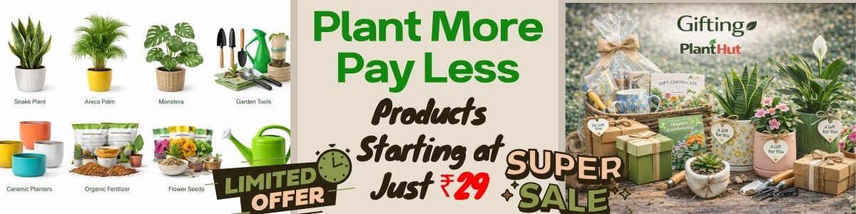 Fresh Fruits at Your Home 🍊 Premium Fruit Plants for Every Garden (53)