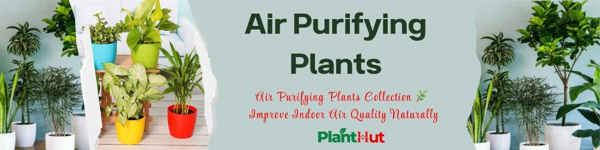 Fresh Fruits at Your Home 🍊 Premium Fruit Plants for Every Garden (6)