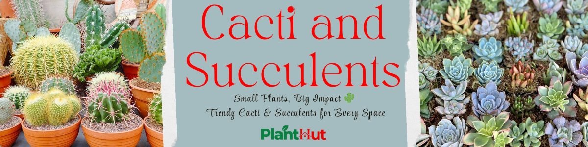 Fresh Fruits at Your Home 🍊 Premium Fruit Plants for Every Garden (7)