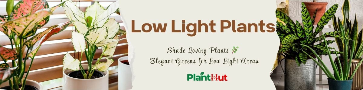 Fresh Fruits at Your Home 🍊 Premium Fruit Plants for Every Garden (9)