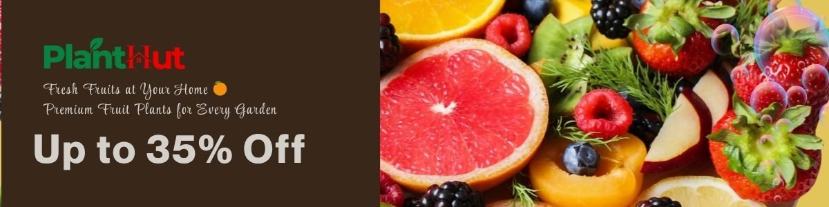 Fresh Fruits at Your Home 🍊 Premium Fruit Plants for Every Garden