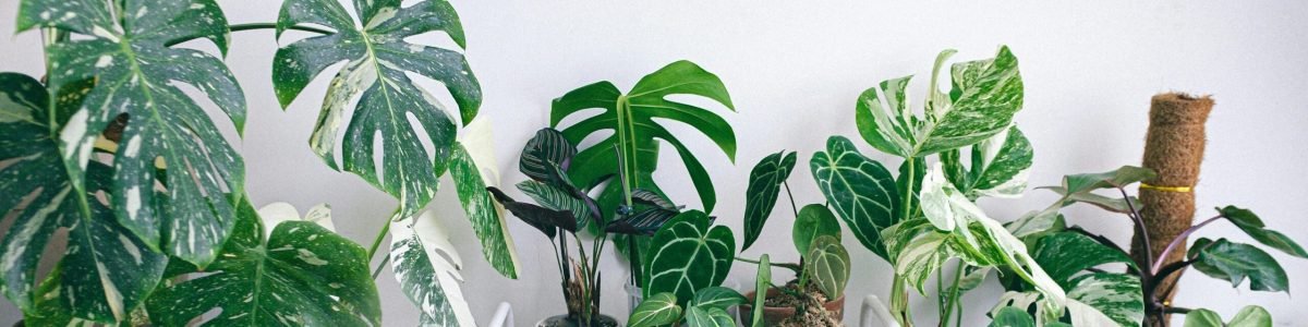 pexels-huy-phan-316220-7907406